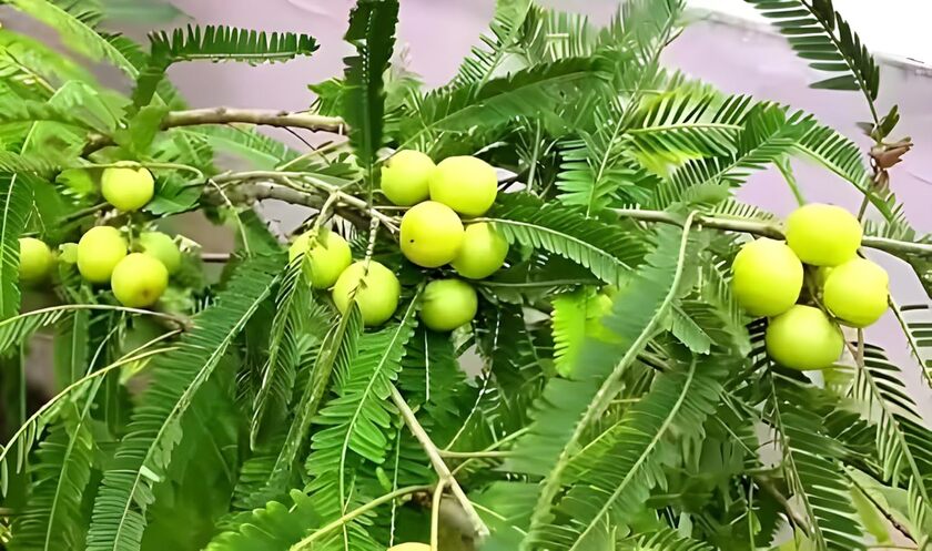 bhumi amla powder ke fayde